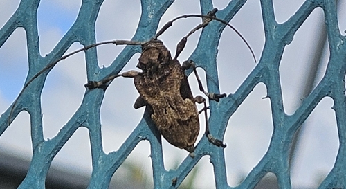 Spider Longhorned Beetle