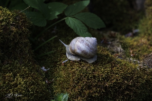 Helix pomatia