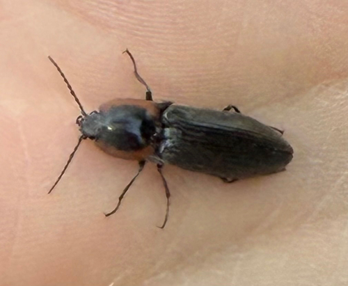 iNaturalist observation photo of Click Beetles