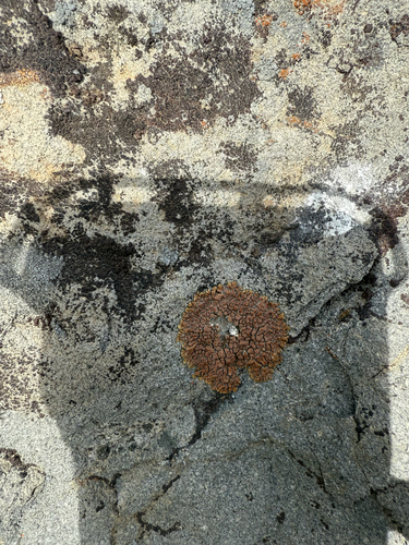 iNaturalist observation photo of Elegant Sunburst Lichen