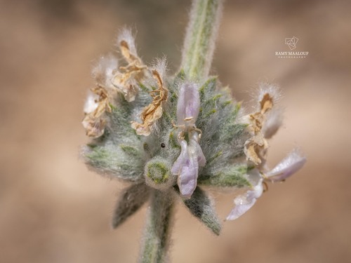 Stachys cretica vacillans