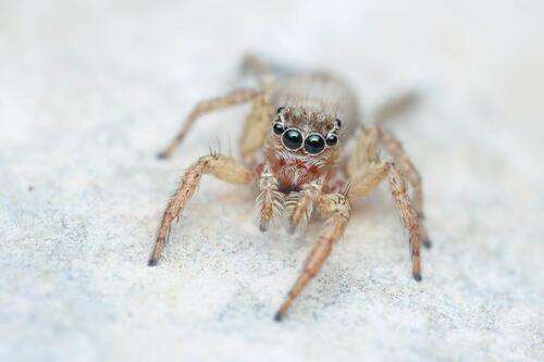 Plexippus strandi