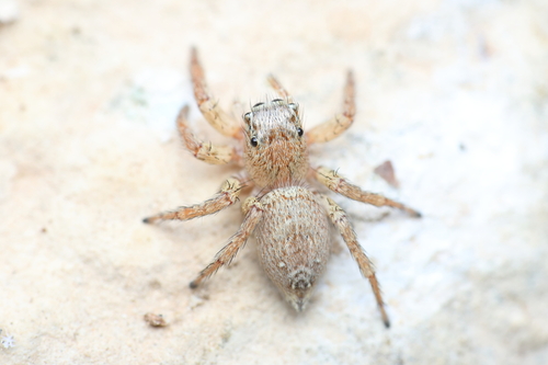Plexippus strandi