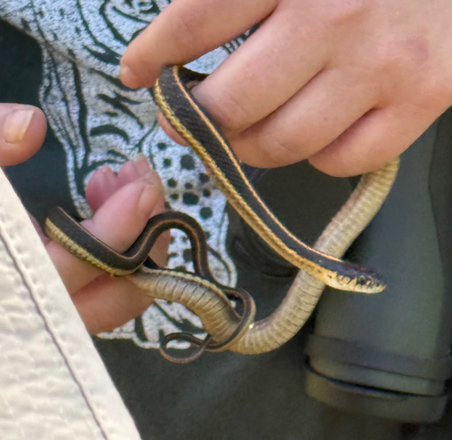 iNaturalist observation photo of Western Terrestrial Garter Snake