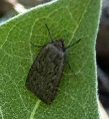 iNaturalist observation photo of Clandestine Dart