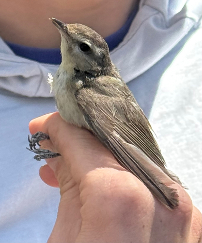 iNaturalist observation photo of Western Warbling Vireo