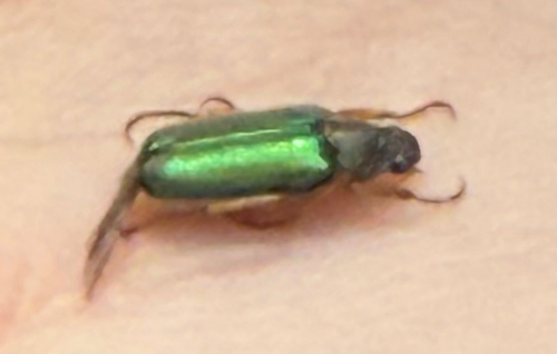 iNaturalist observation photo of Green Rose Chafer