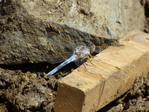 Yellow-Veined Skimmer