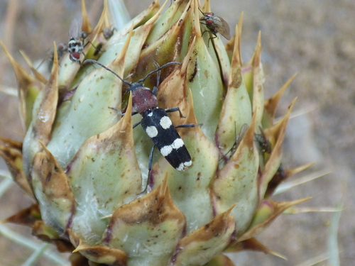 Chlorophorus sexguttatus