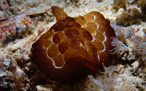 Forsskål's Pleurobranch