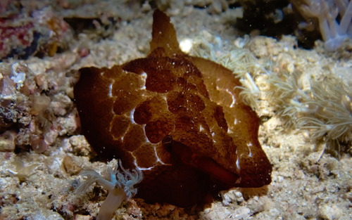Forsskål's Pleurobranch