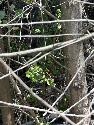 iNaturalist observation photo of Lorquin's Admiral