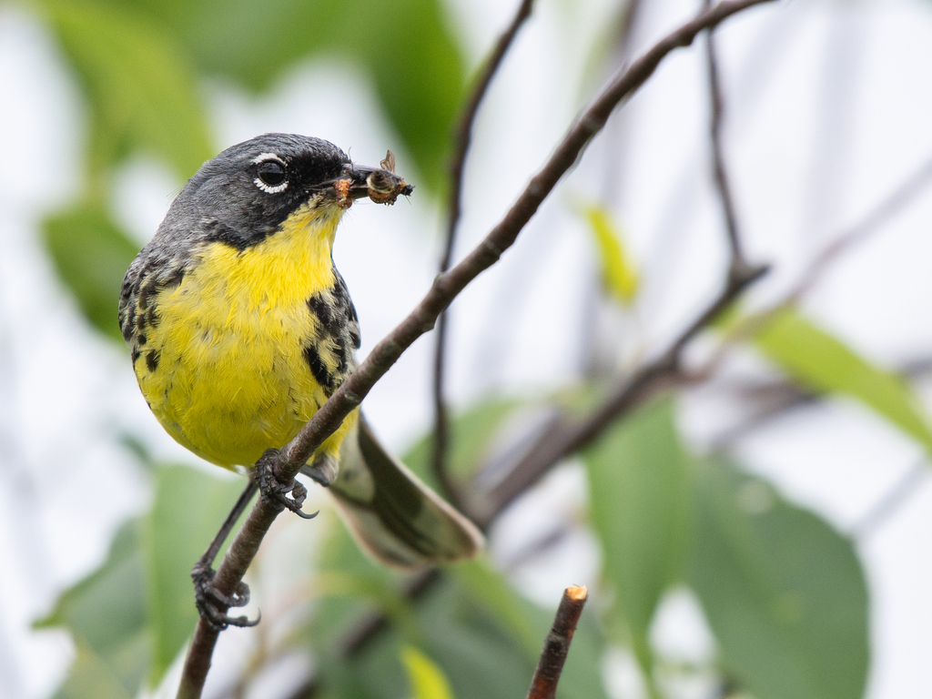 Kirtland's Warbler photo