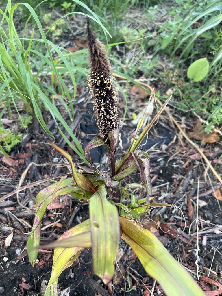 Pennisetum glaucum