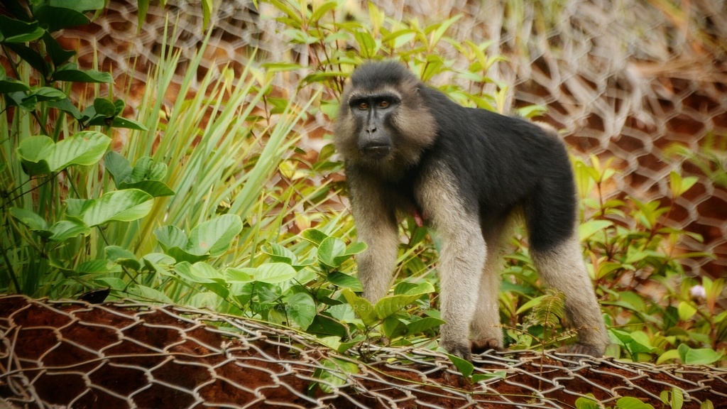 Sulawesi Booted Macaque in September 2019 by Weldi Purwanto. Macaca ochreata/ Booted Macaque ...