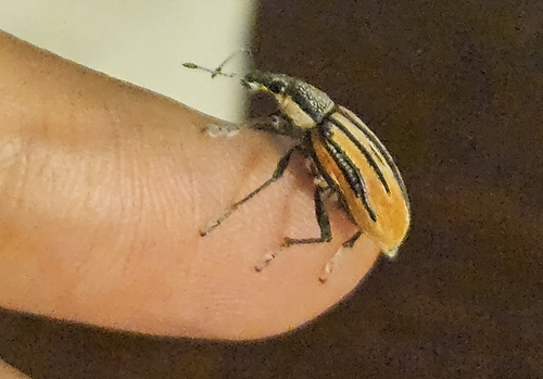 Diaprepes Root Weevil