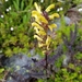 Pedicularis rainierensis - Photo 由 Annie Meyer 所上傳的 (c) Annie Meyer，保留所有權利