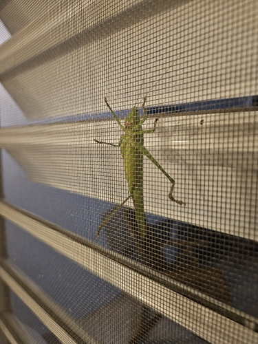 Broad-tipped Conehead