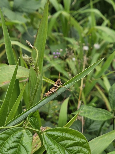 Schistocerca nitens
