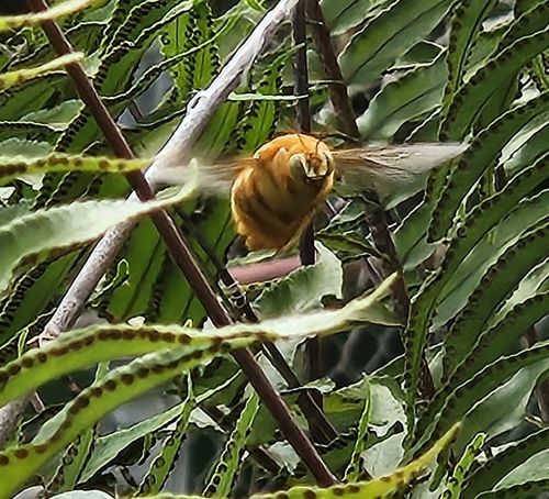 Greater Antillean Carpenter