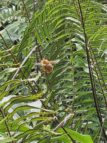 Greater Antillean Carpenter