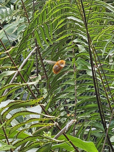Greater Antillean Carpenter