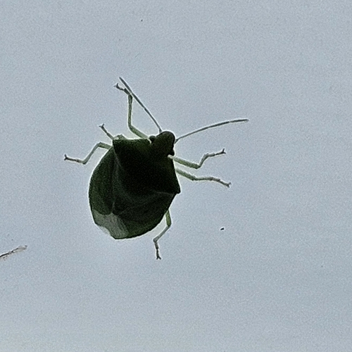 Green Stink Bugs