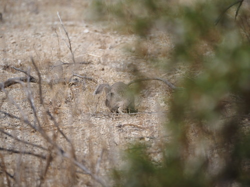 Mohave Ground Squirrel observed by whlewis