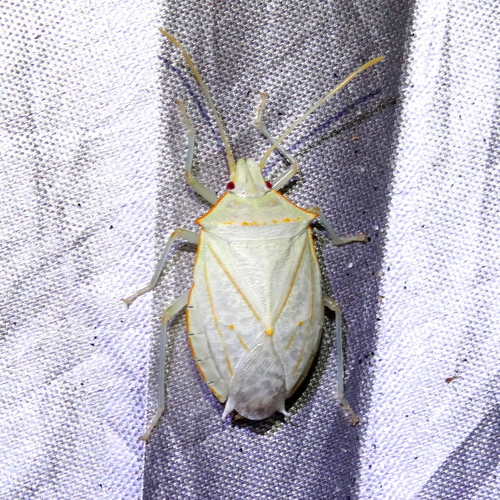 (Chlorocoris werneri)