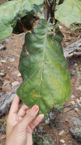 Quercus mcvaughii