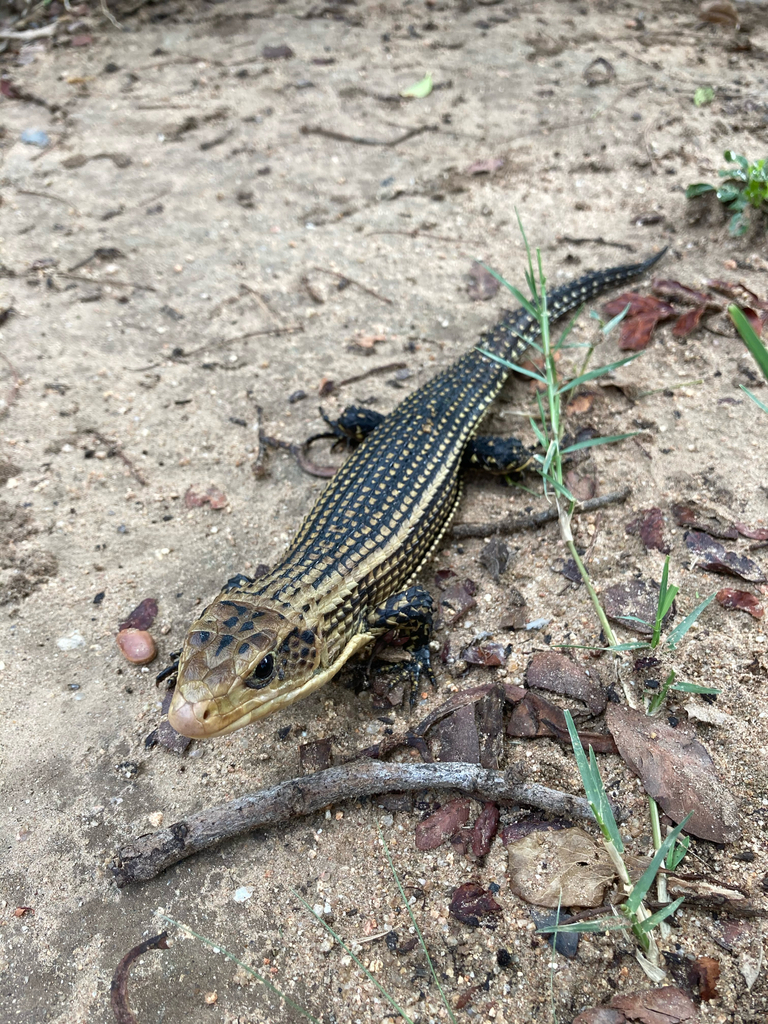 Lizerd Ruff Rough-scaled Plated Lizard from Skukuza, Mpumalanga, ZA on January 29 ...
