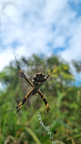 Silver Garden Orbweaver