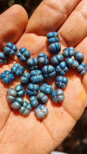 Margaritaria nobilis