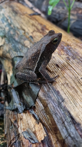 Rhinella hoogmoedi