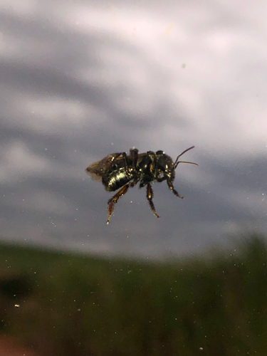 Spiny-legged Stingless bee