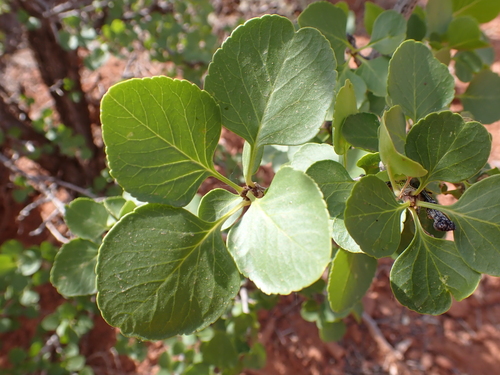 single-leaf ash