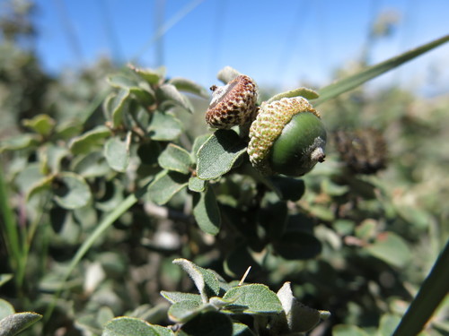 Quercus striatula