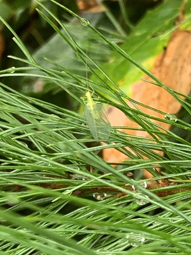photo of Common Green Lacewings (Chrysoperla)