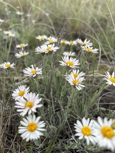 Erigeron caespitosus