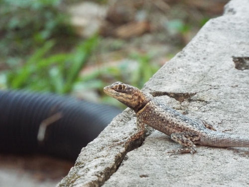 Cerrado Lava Lizard