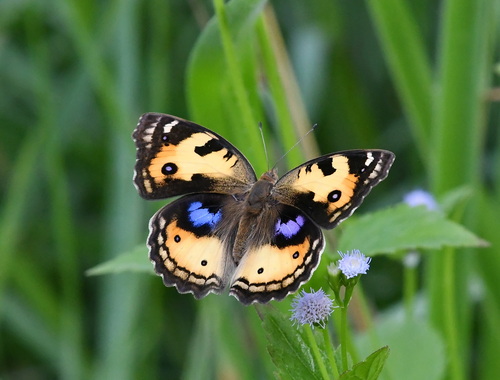 Yellow Pansy