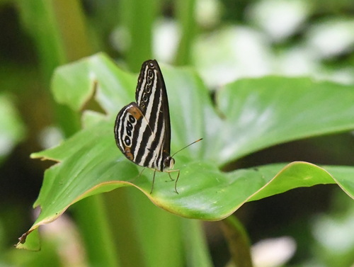 Ragadia crohonica