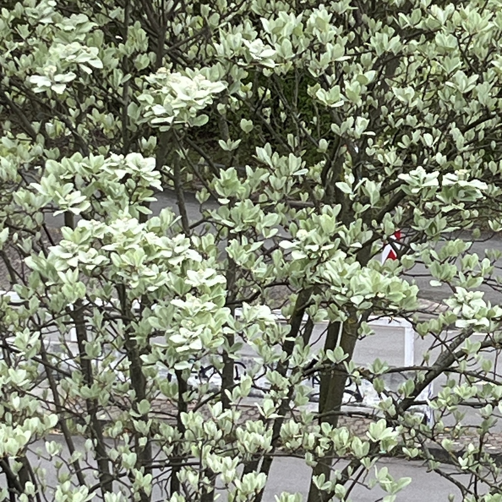 Crataegus