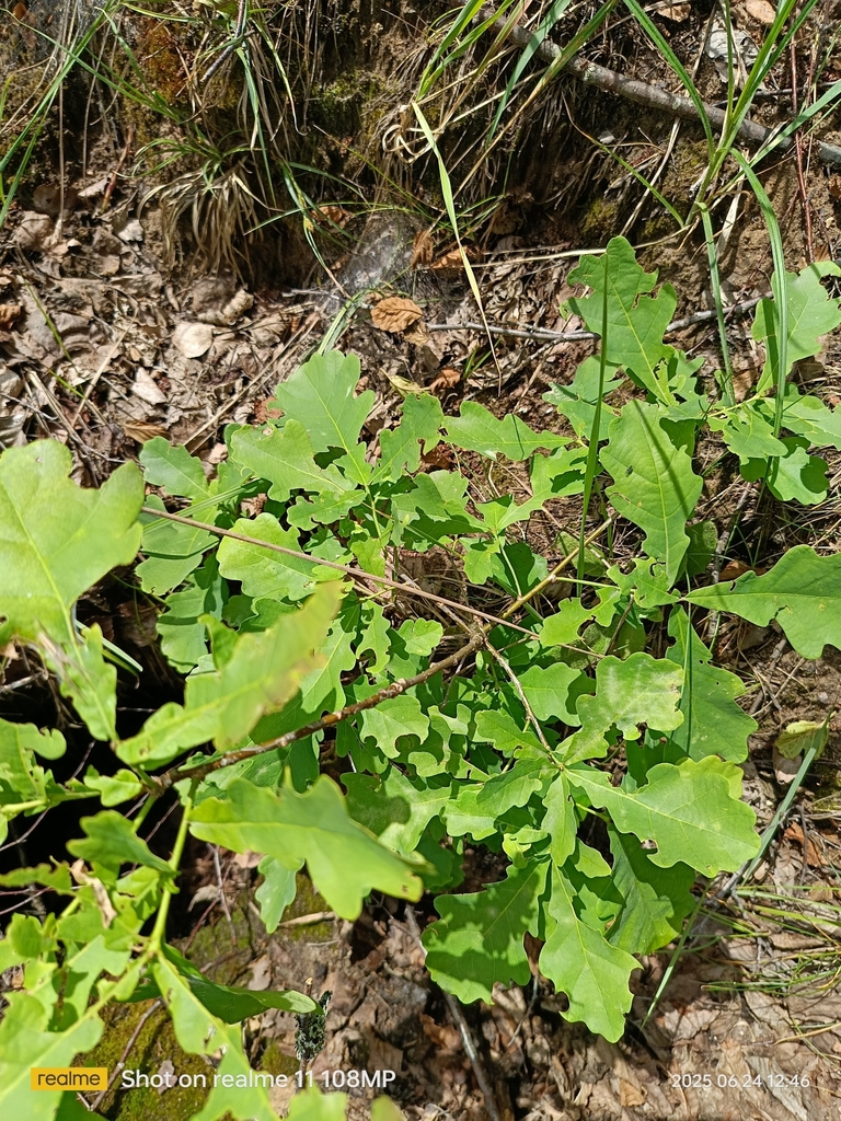 Quercus robur