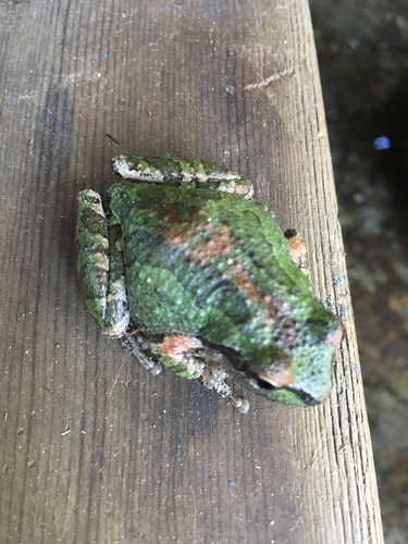 iNaturalist observation photo of Pacific chorus frog