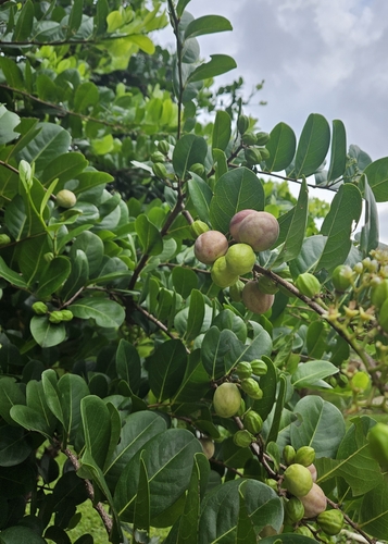 Cocoplum