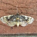 Ornate Compacta Moth - Photo (c) sabrewing, all rights reserved, uploaded by sabrewing
