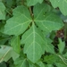 Cissus trifoliata - Photo (c) Jason Naivar, todos os direitos reservados, uploaded by Jason Naivar