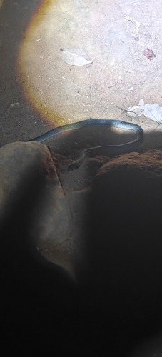 Red-lipped Snake