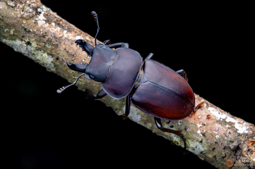 Neolucanus sinicus